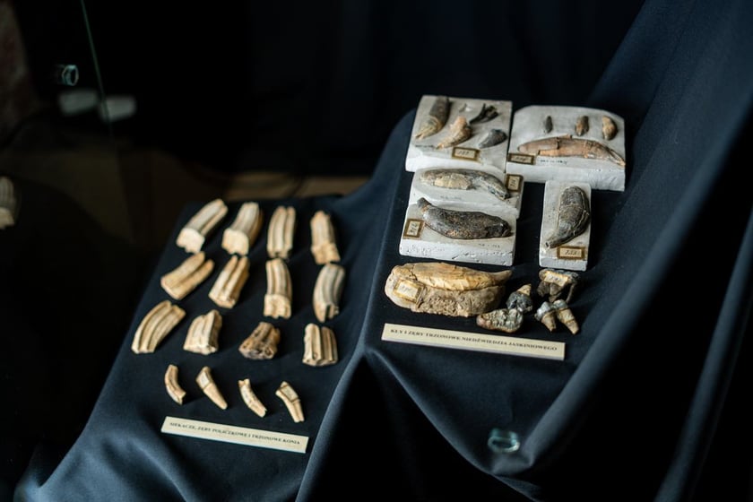 Wystawa Artificalia, naturalia, exotica w Muzeum Archeologicznym we Wrocławiu